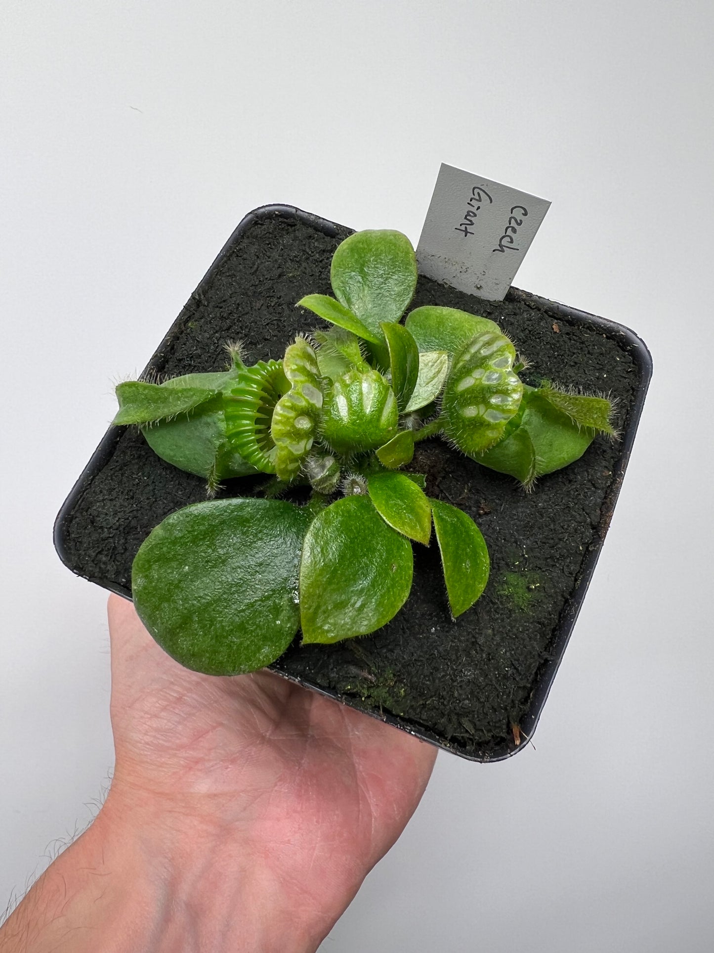 Cephalotus follicularis “Czech Giant”