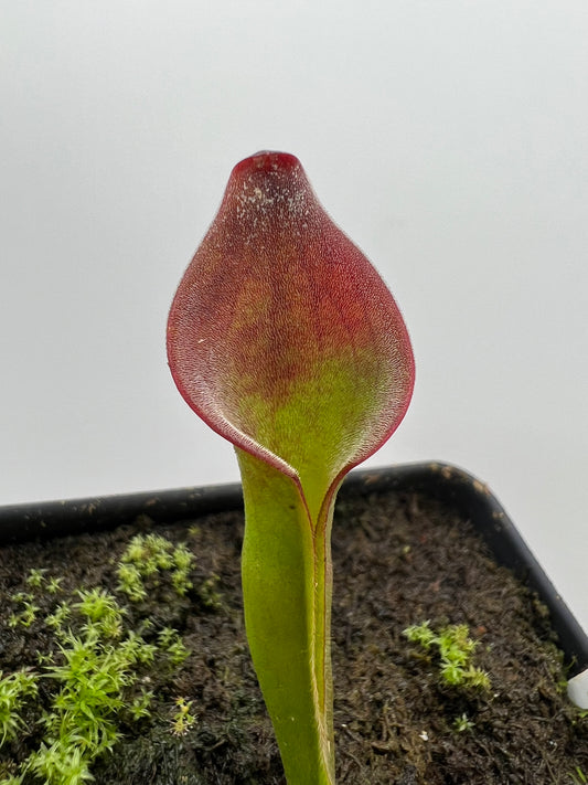 Heliamphora spec. nov. Angasima