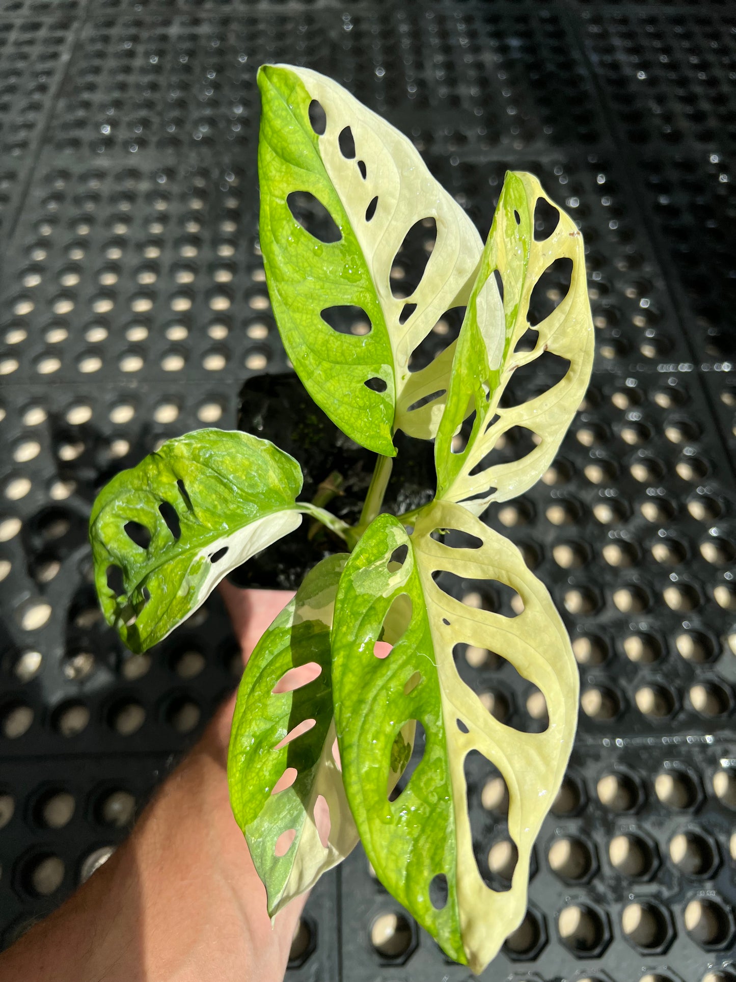 Monstera adansonii “Tricolor” LC