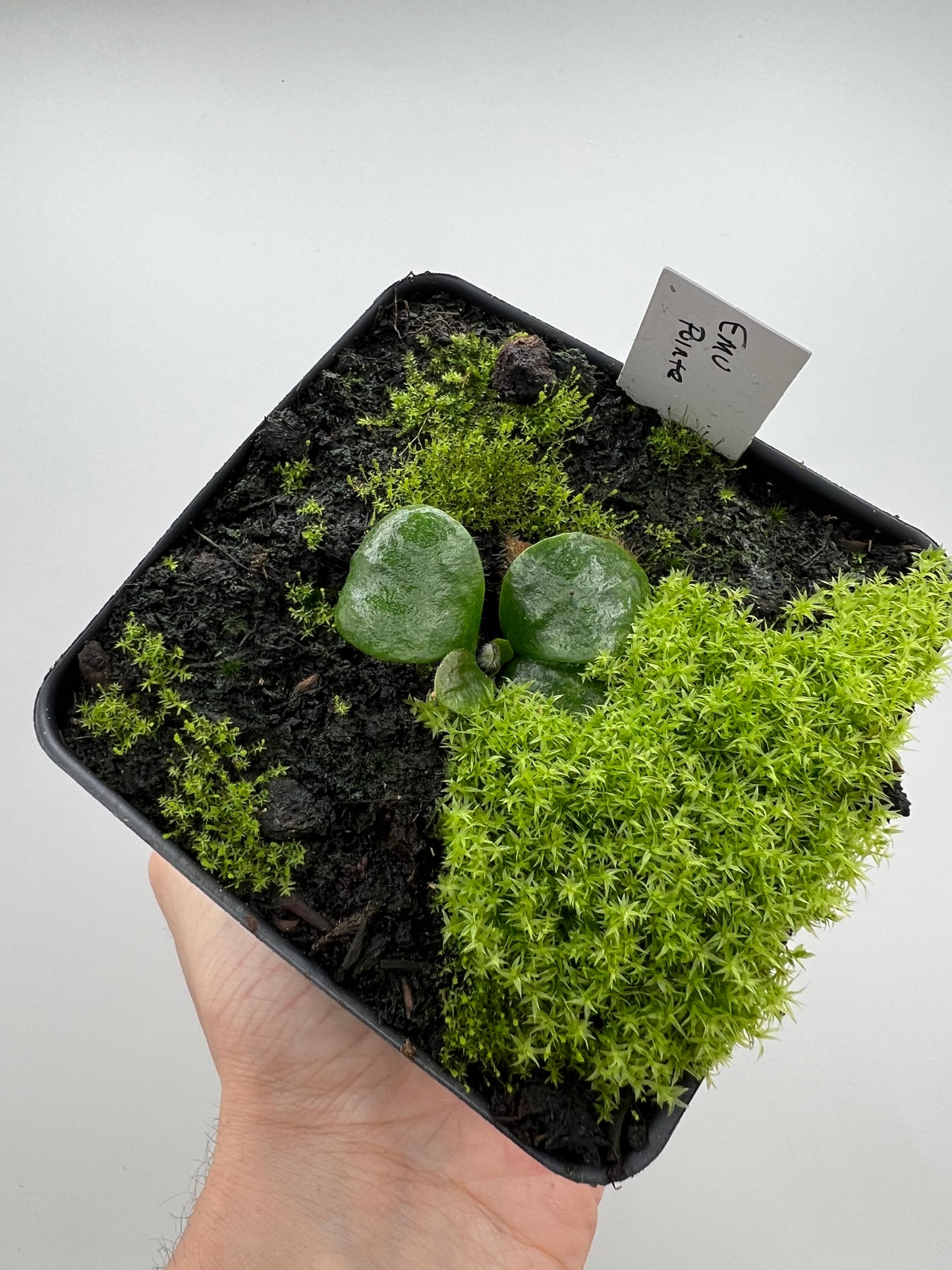 Cephalotus follicularis “Emu Pointe”