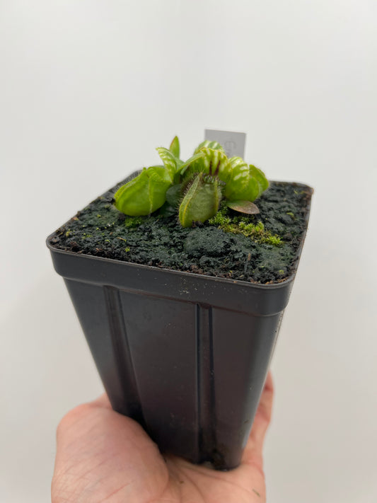Cephalotus follicularis “Emu Pointe”