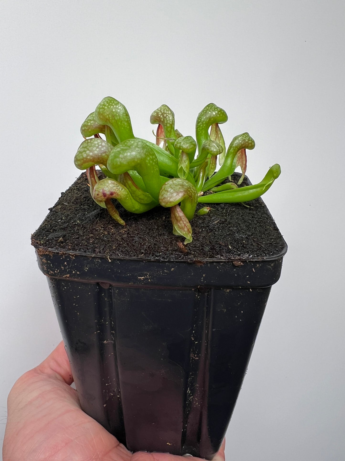 Darlingtonia californica (Cobra Pitcher Plant) - Seed Grown #212