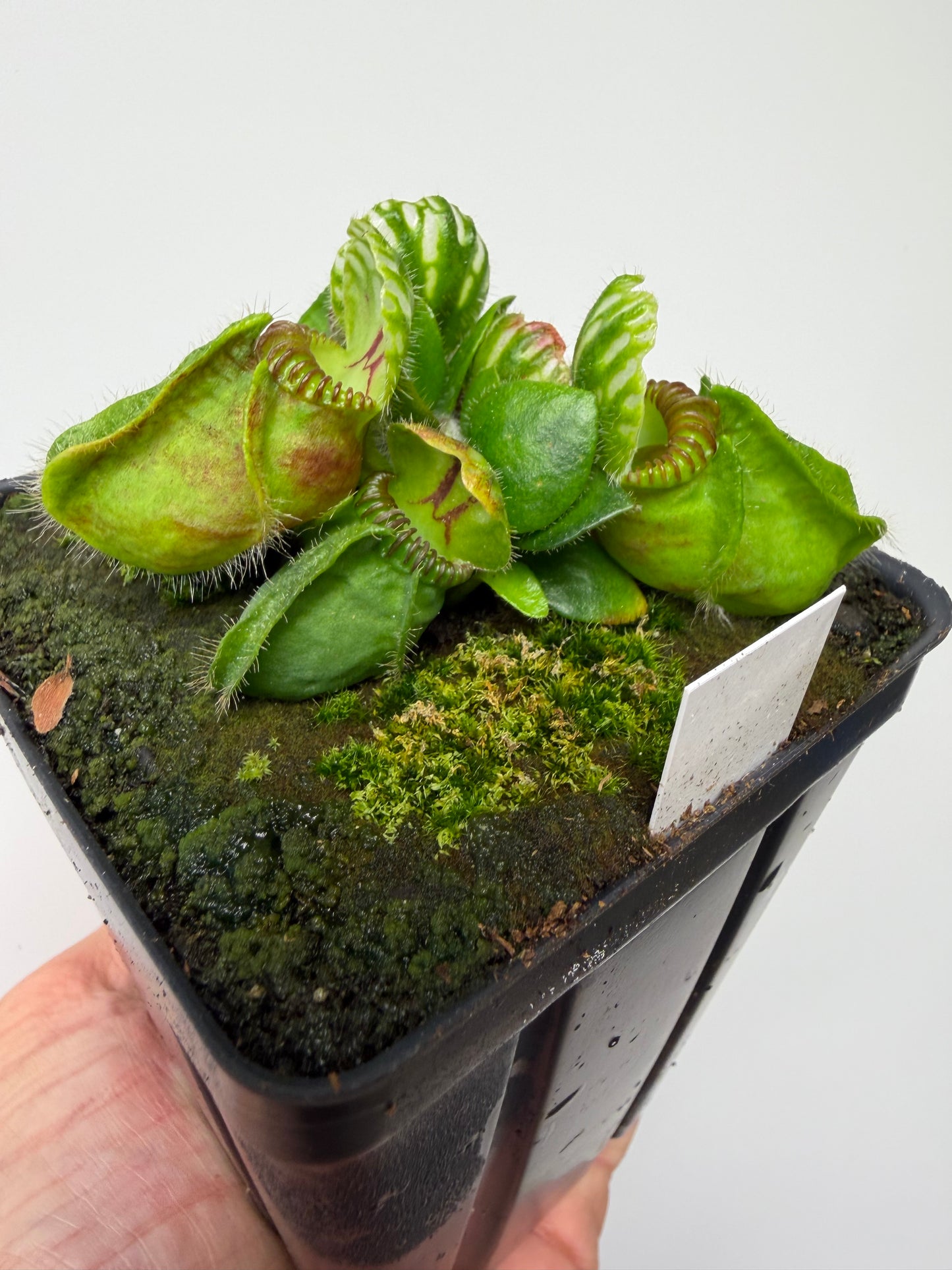 Cephalotus follicularis “Norma”