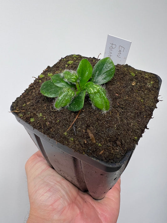 Cephalotus follicularis “Emu Pointe”