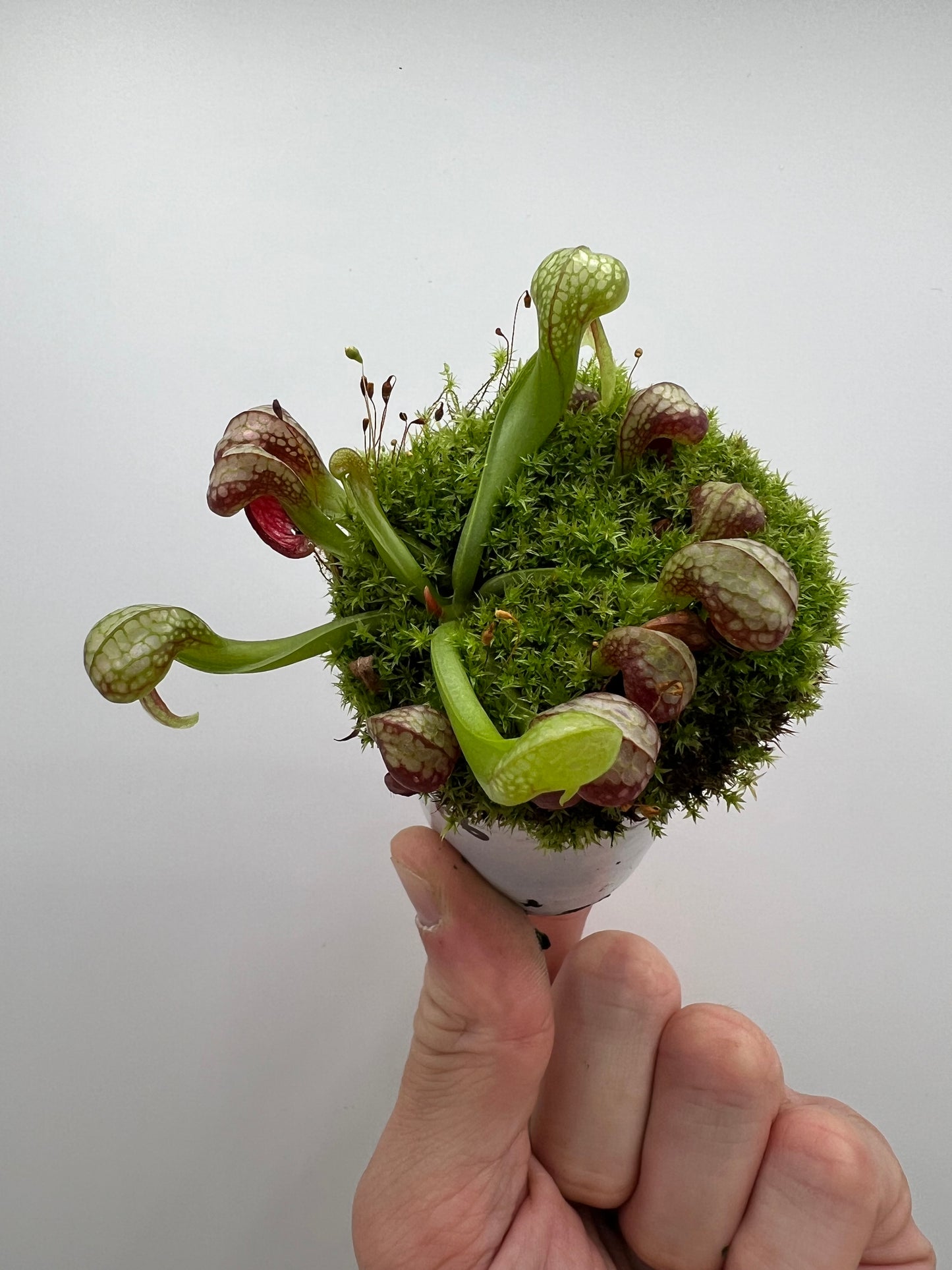 Darlingtonia californica (Cobra Pitcher Plant) - Seed Grown #176