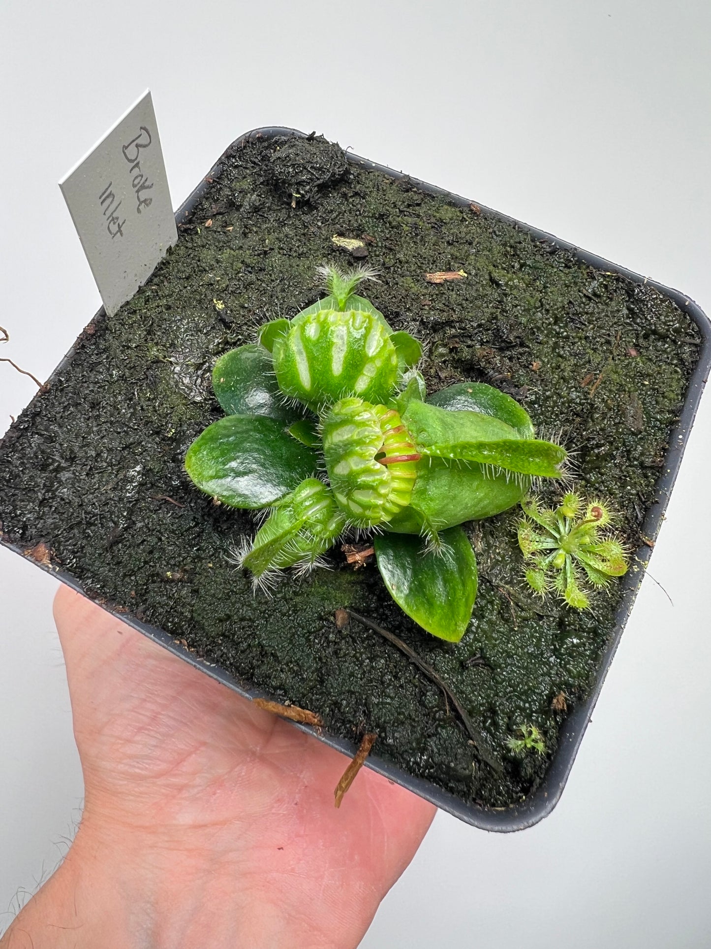 Cephalotus follicularis “Broke Inlet”