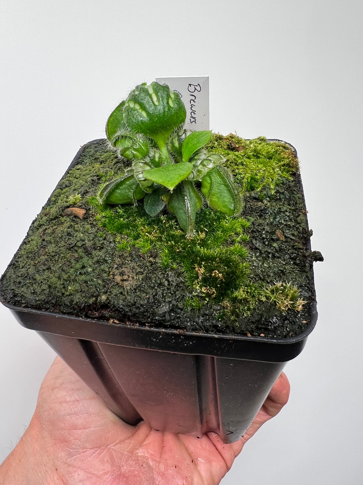 Cephalotus follicularis “Brewers Giant”