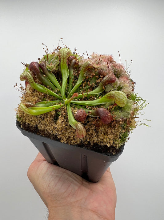 Darlingtonia californica (Cobra Pitcher Plant) - Seed Grown #198