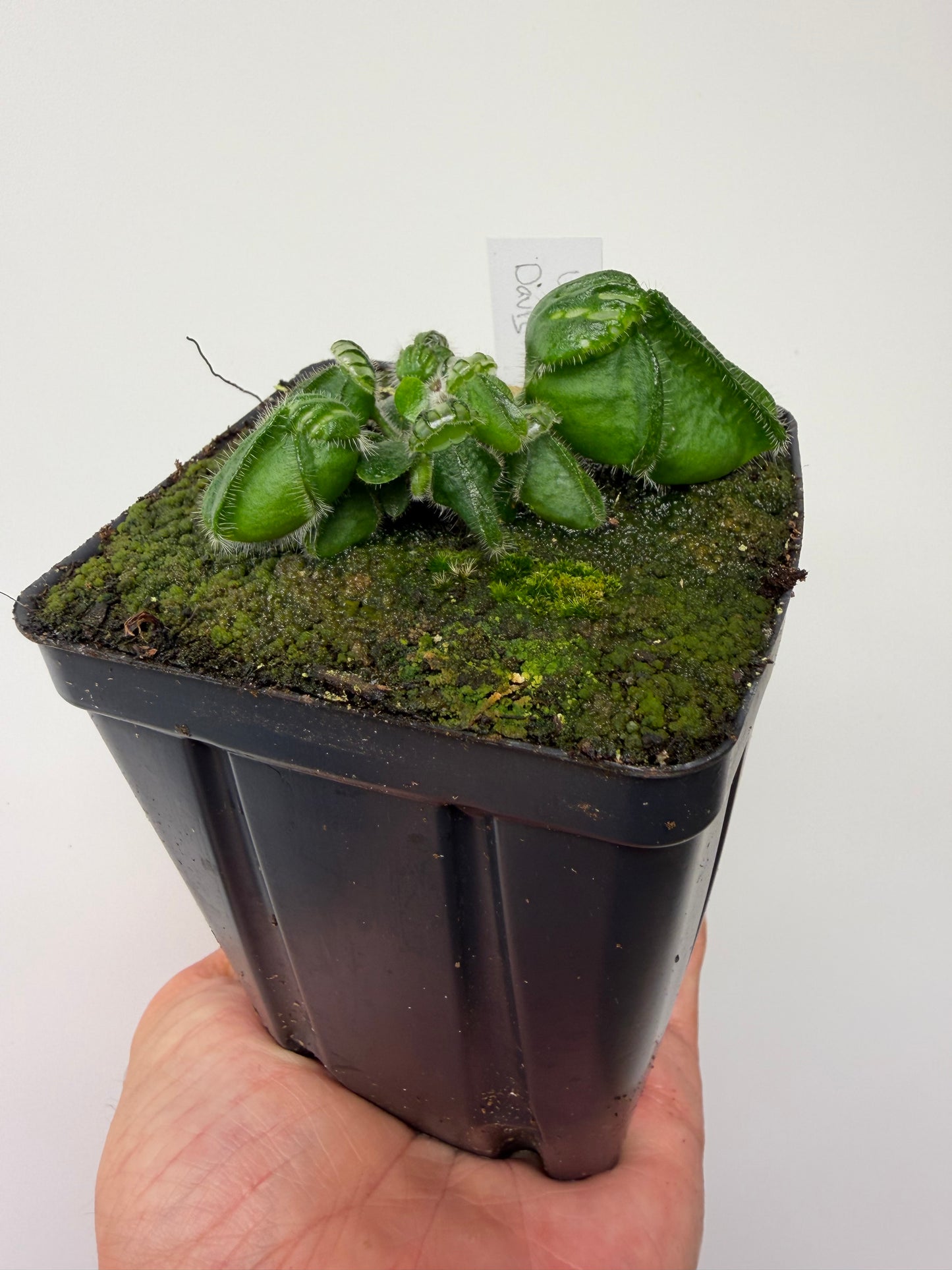 Cephalotus follicularis “UC Davis”