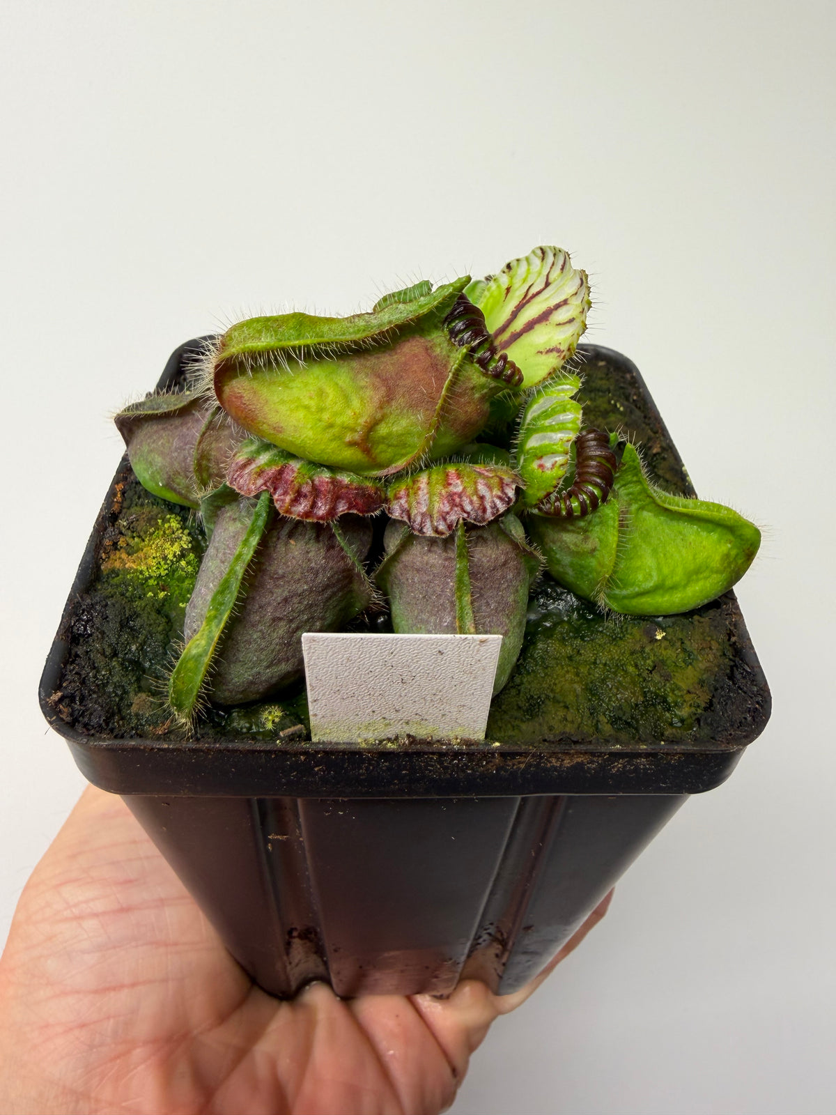 Cephalotus follicularis “Broke Inlet” #6