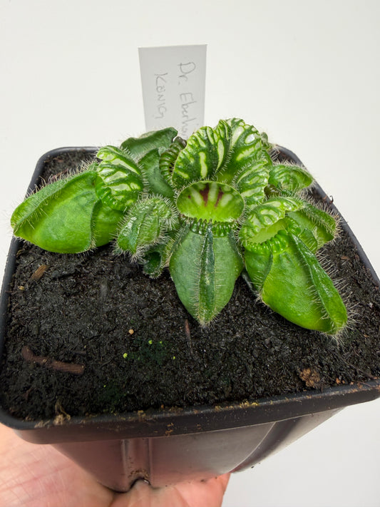 Cephalotus follicularis “Dr. Eberhard König”