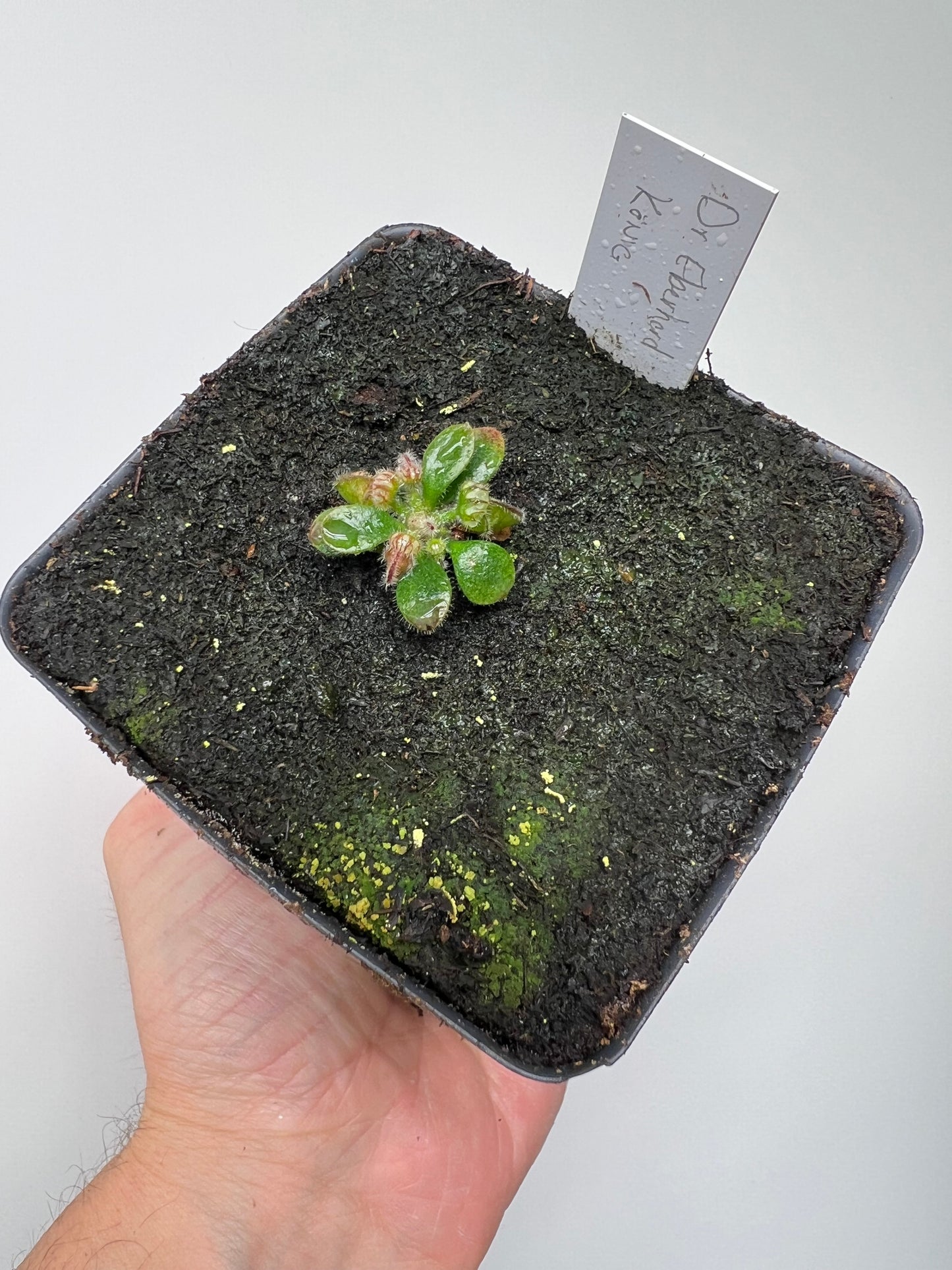 Cephalotus follicularis “Dr. Eberhard König”
