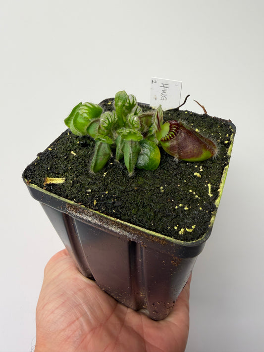 Cephalotus follicularis “Harald Weiner Giant” (aka True Giant) #1 - *Rare*