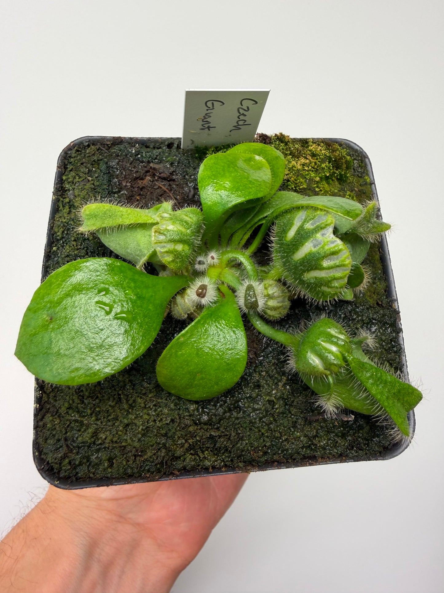 Cephalotus follicularis “Czech Giant”
