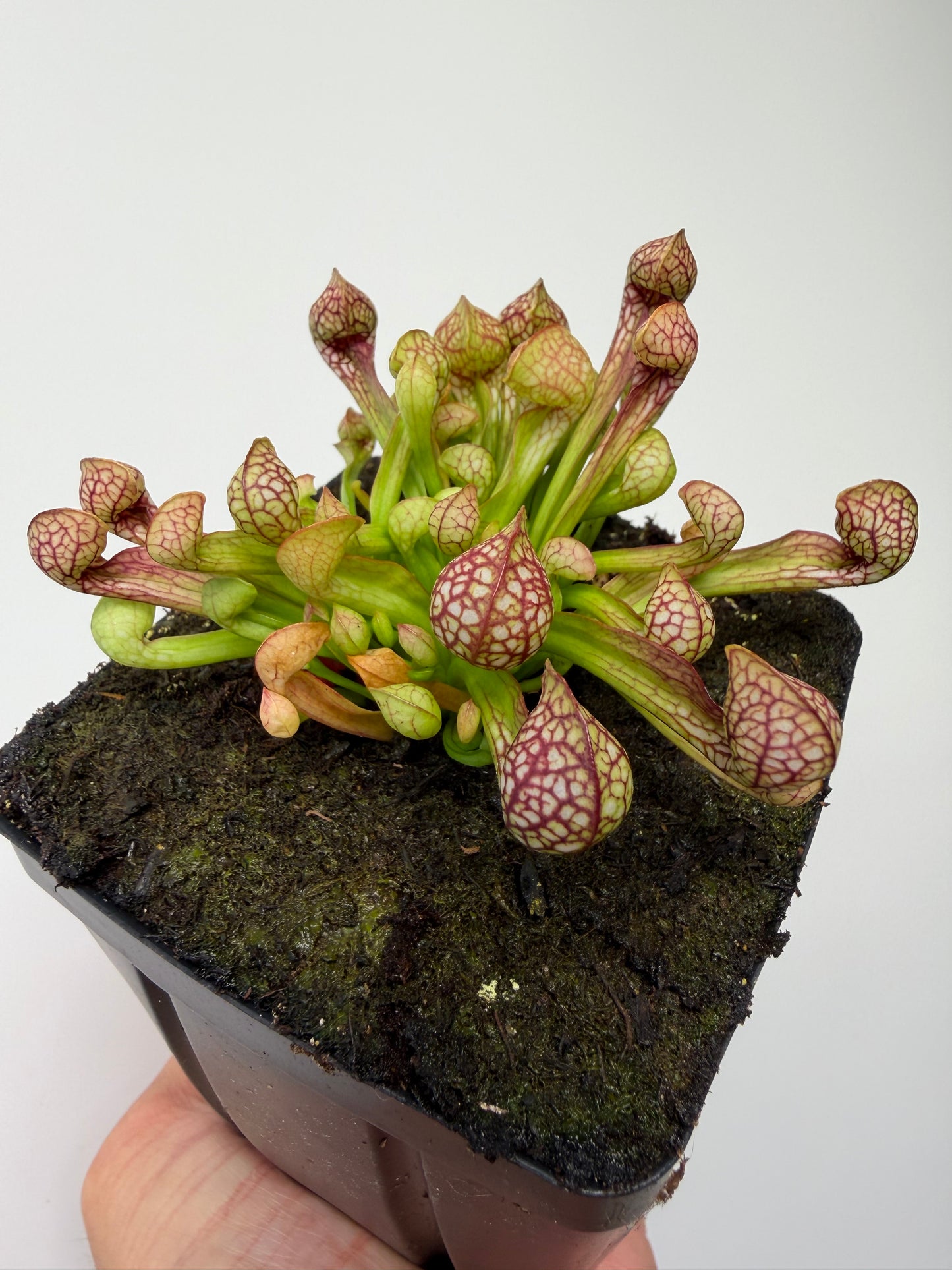 Sarracenia psittacina - “Turkey Hen Creek” - Seed Grown (4)