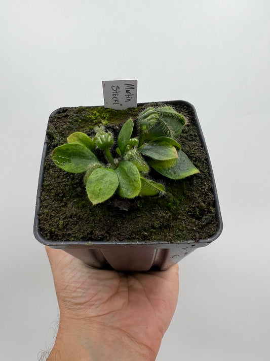 Cephalotus follicularis “Martin Stöckl”