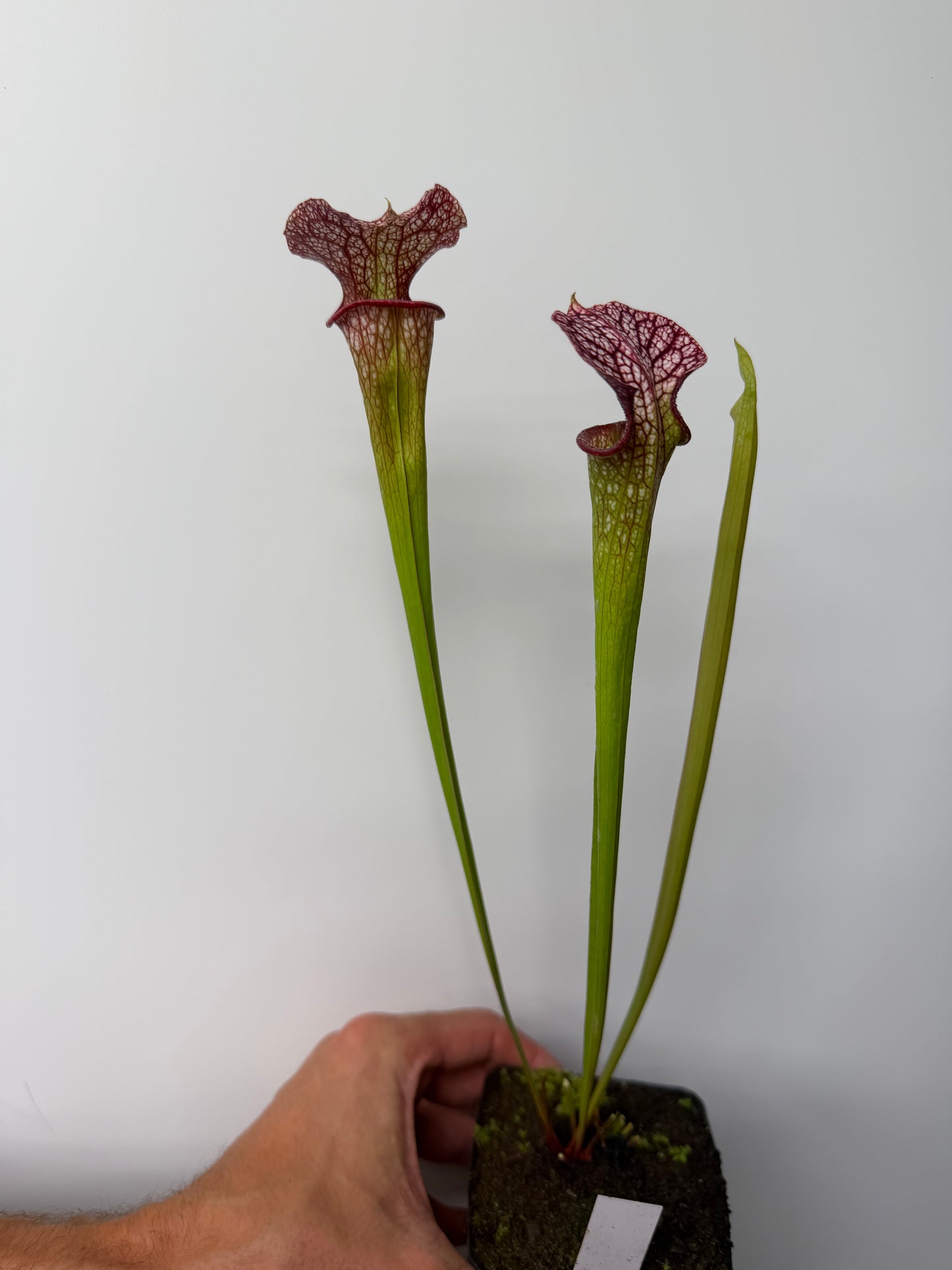 Sarracenia Strawberry Milkshake x Adrian Slack