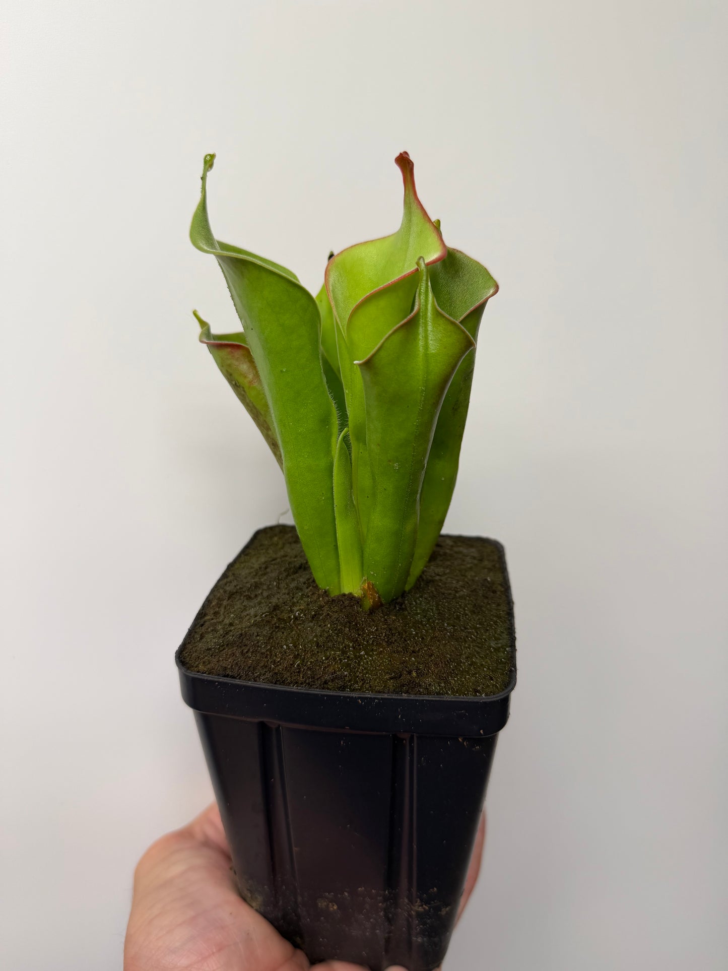 Heliamphora tatei (Cerro Duida)