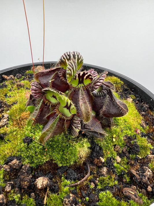 Cephalotus follicularis “David Švarc Black” - 2 Gallon Pot, *Rare*