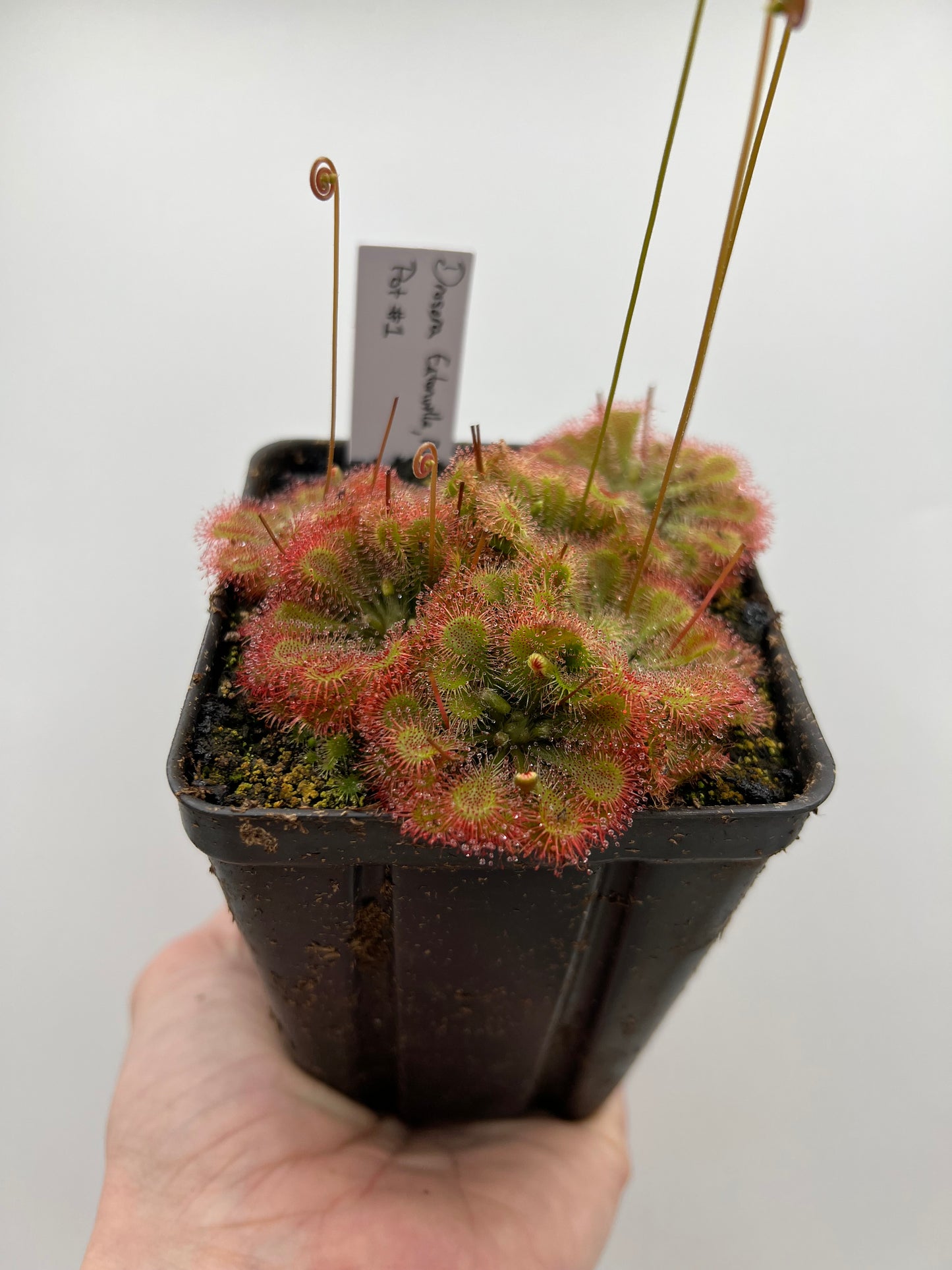 Drosera “Eatonville, FL” - Pot #1