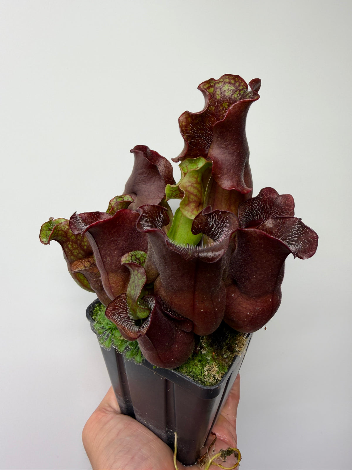 Sarracenia purpurea ssp. venosa (Brunswick Co, NC x Carteret Co, NC)  - Seed Grown #10