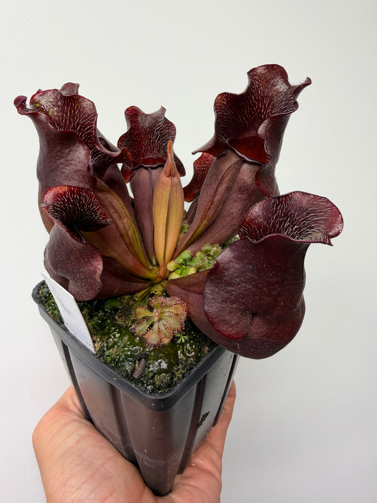 Sarracenia purpurea ssp. venosa (Brunswick Co, NC x Carteret Co, NC)  - Seed Grown #8