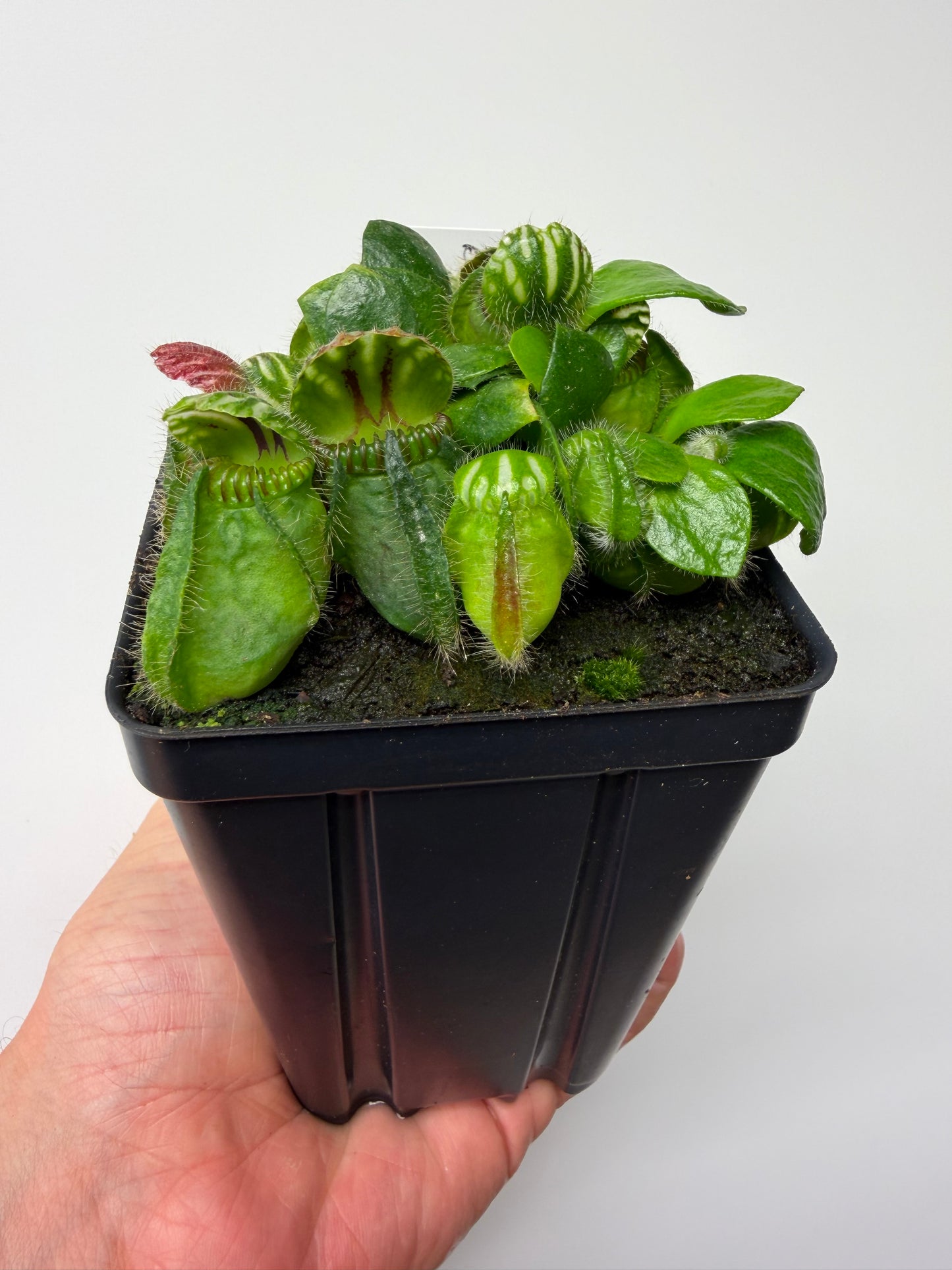 Cephalotus follicularis “Brewers Beauty” x “Brewers”