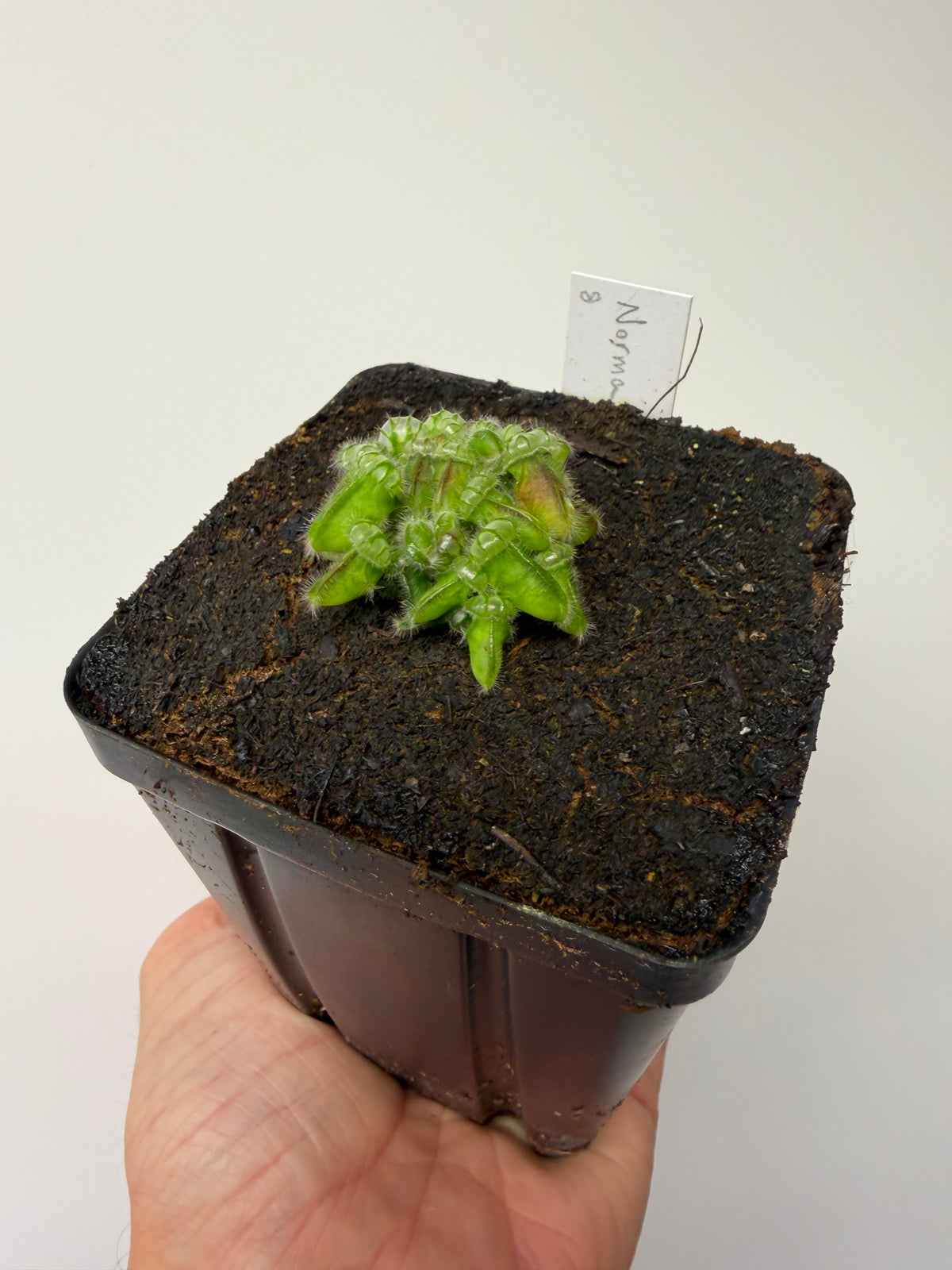 Cephalotus follicularis “Norma” #8