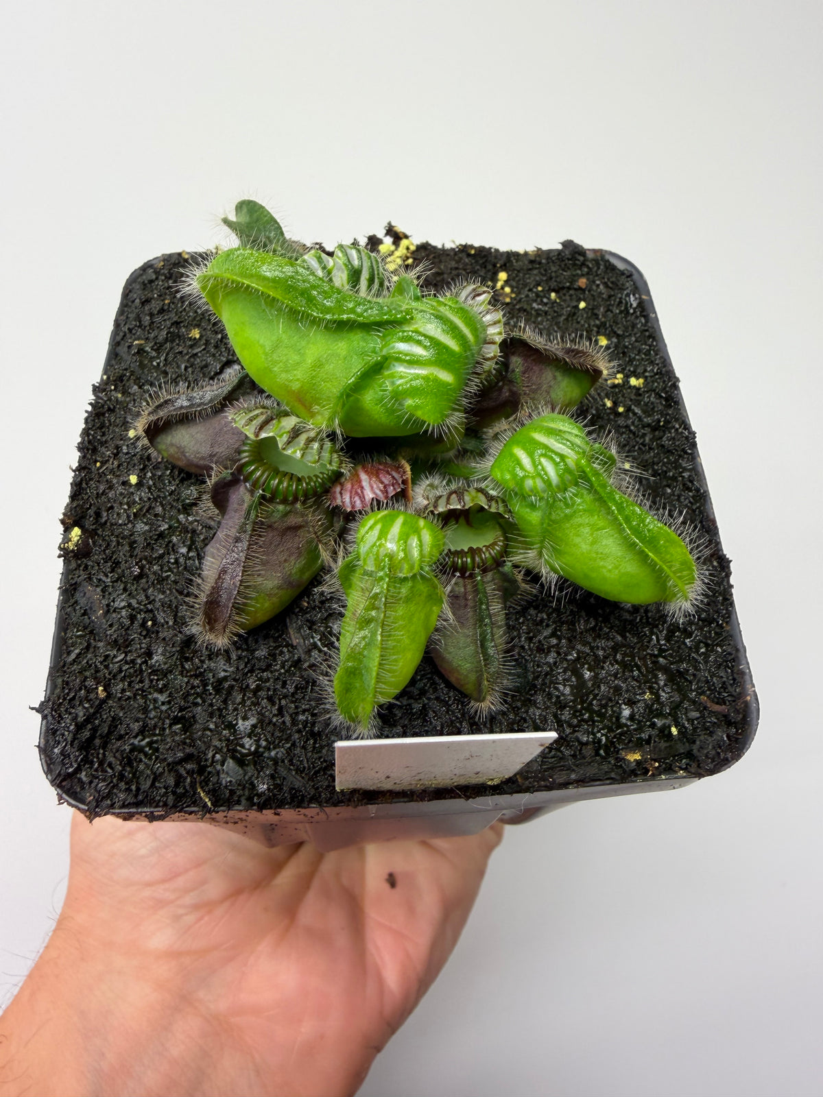 Cephalotus follicularis “Hampshire Red” #6