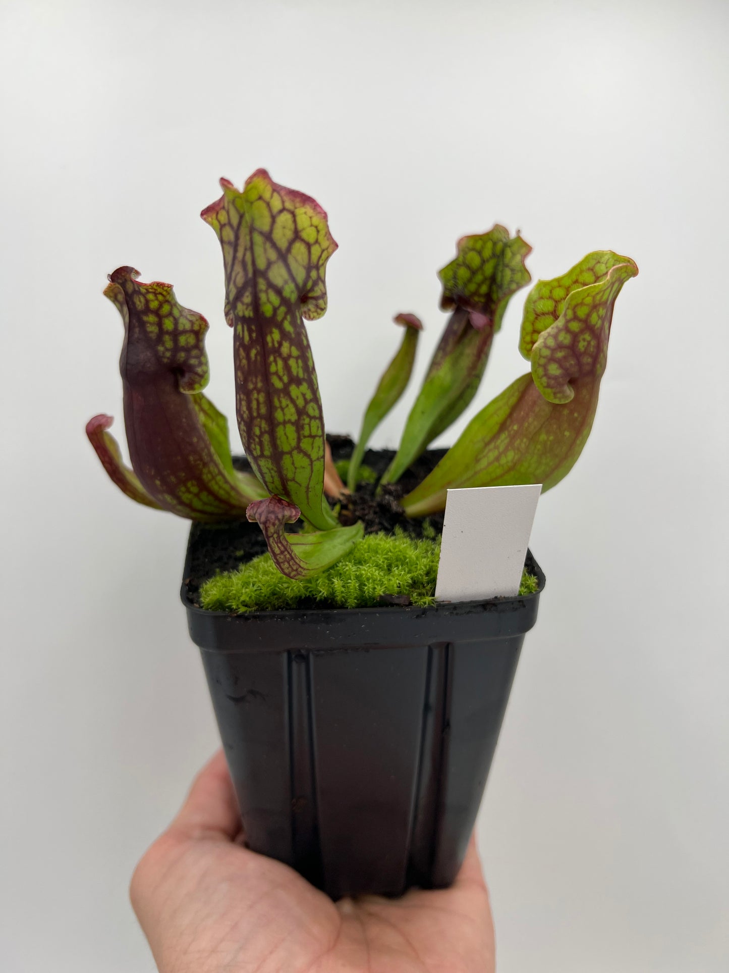 Sarracenia purpurea ssp. purpurea (Pike County, PA) - *Rare* - Seed Grown #5