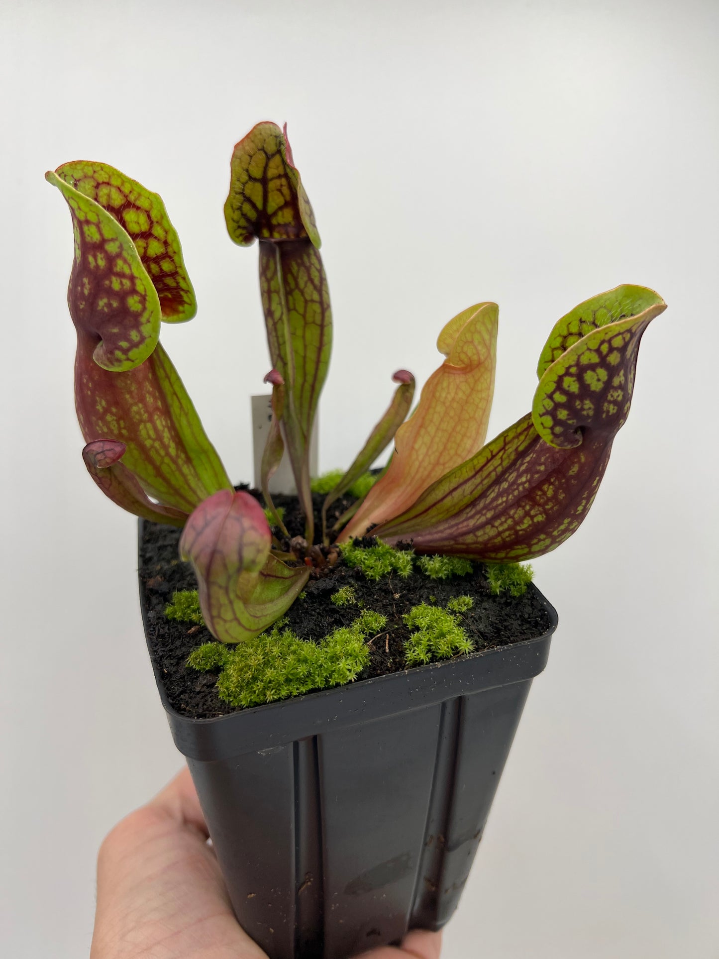 Sarracenia purpurea ssp. purpurea (Pike County, PA) - *Rare* - Seed Grown #3