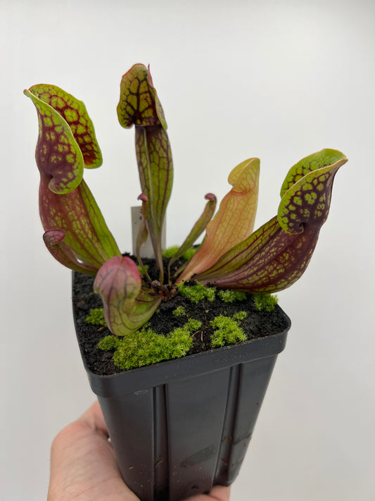 Sarracenia purpurea ssp. purpurea (Pike County, PA) - *Rare* - Seed Grown #3