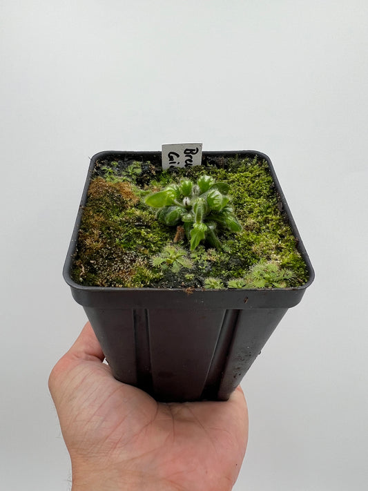 Cephalotus follicularis “Brewers Giant”