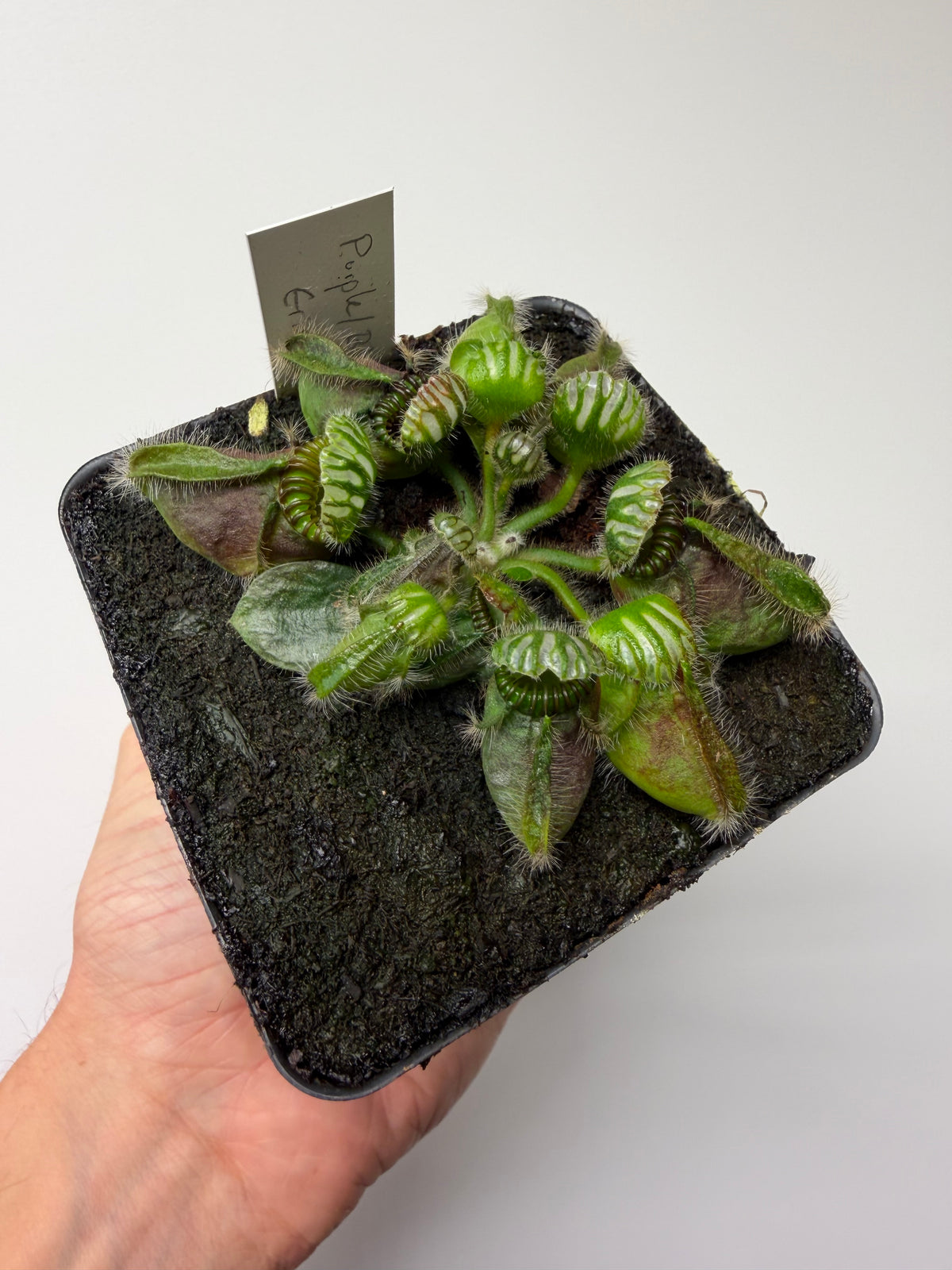 Cephalotus follicularis “Purple/Black” - Eric Smooth #2