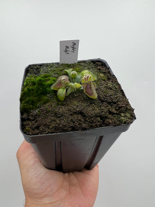 Cephalotus follicularis “Mighty Midget” - *Rare*