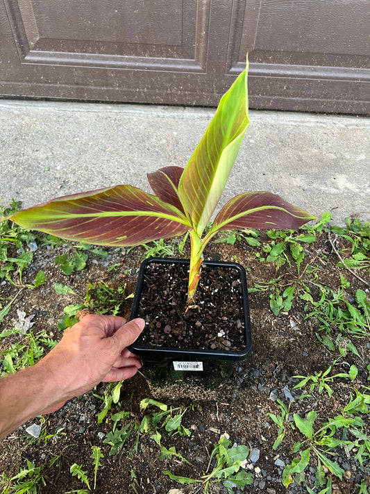 Musa ‘Siam Ruby’