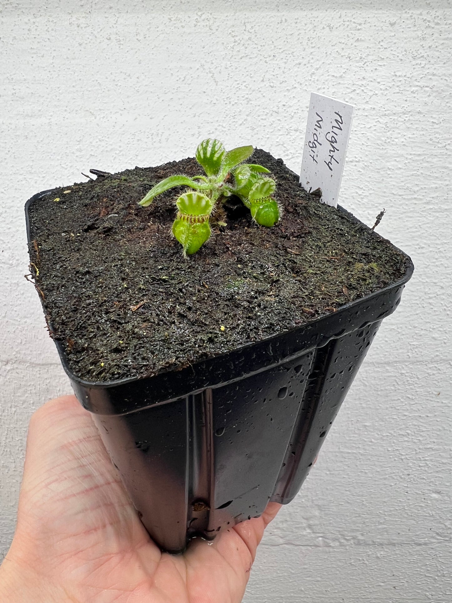 Cephalotus follicularis “Mighty Midget” - *Rare*