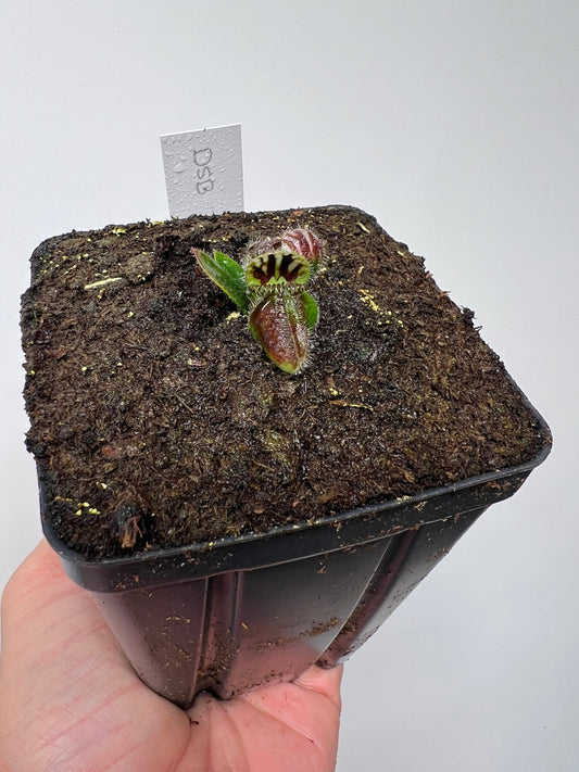 Cephalotus follicularis “David Švarc Black” - *Rare*