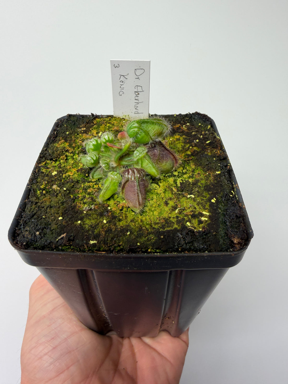 Cephalotus follicularis “Dr. Eberhard König” #3