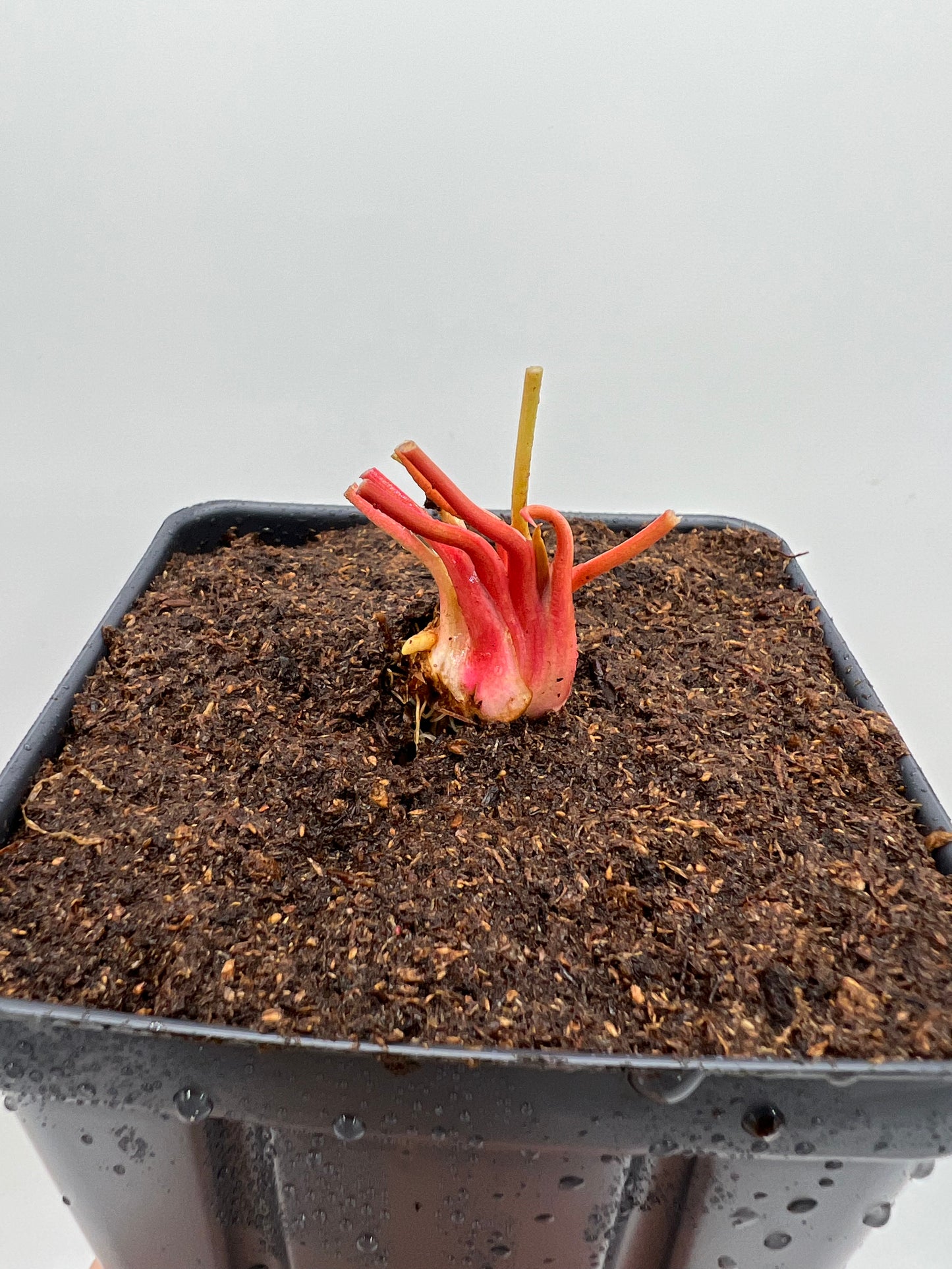 Sarracenia flava (Pender Co, NC), Potted Division