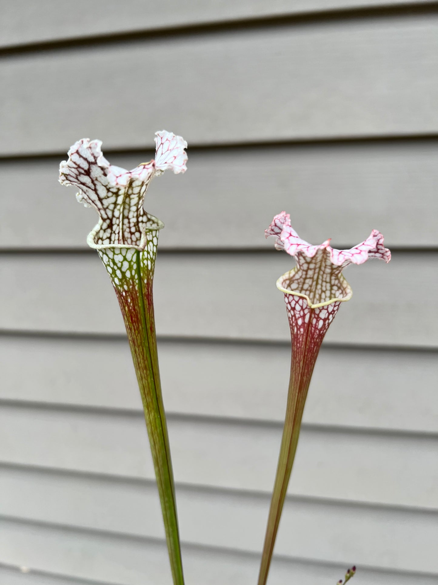 Sarracenia “Hawaiian Ice” x ‘Dragon Queen’ - Seed Grown #1