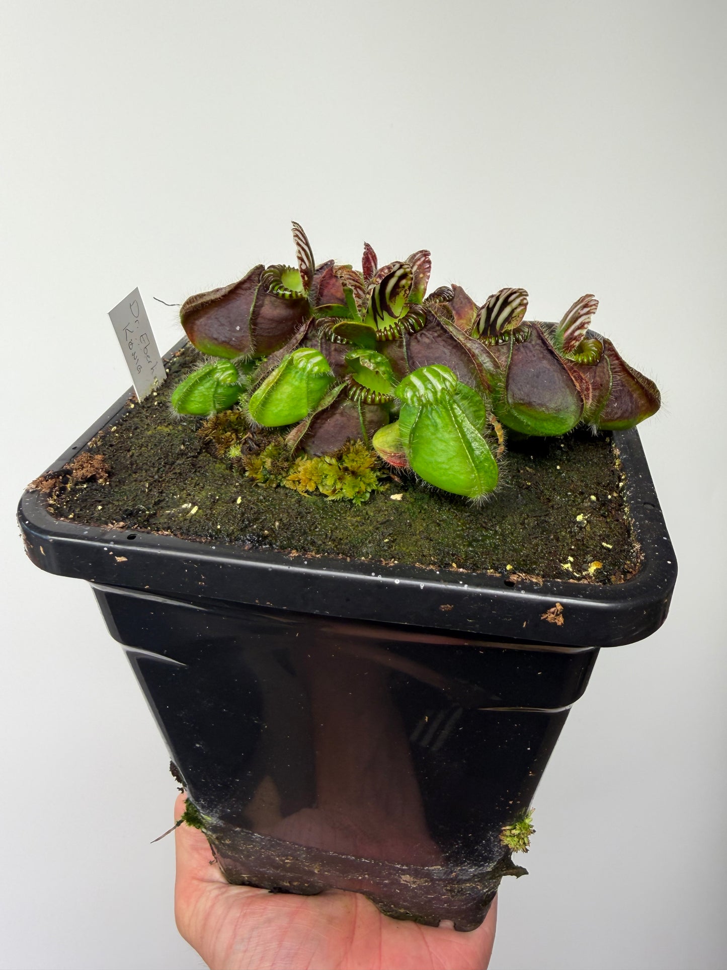 Cephalotus follicularis “Dr. Eberhard König” - 1 Gallon
