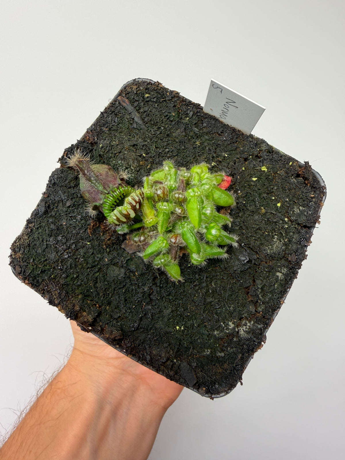 Cephalotus follicularis “Norma” #5