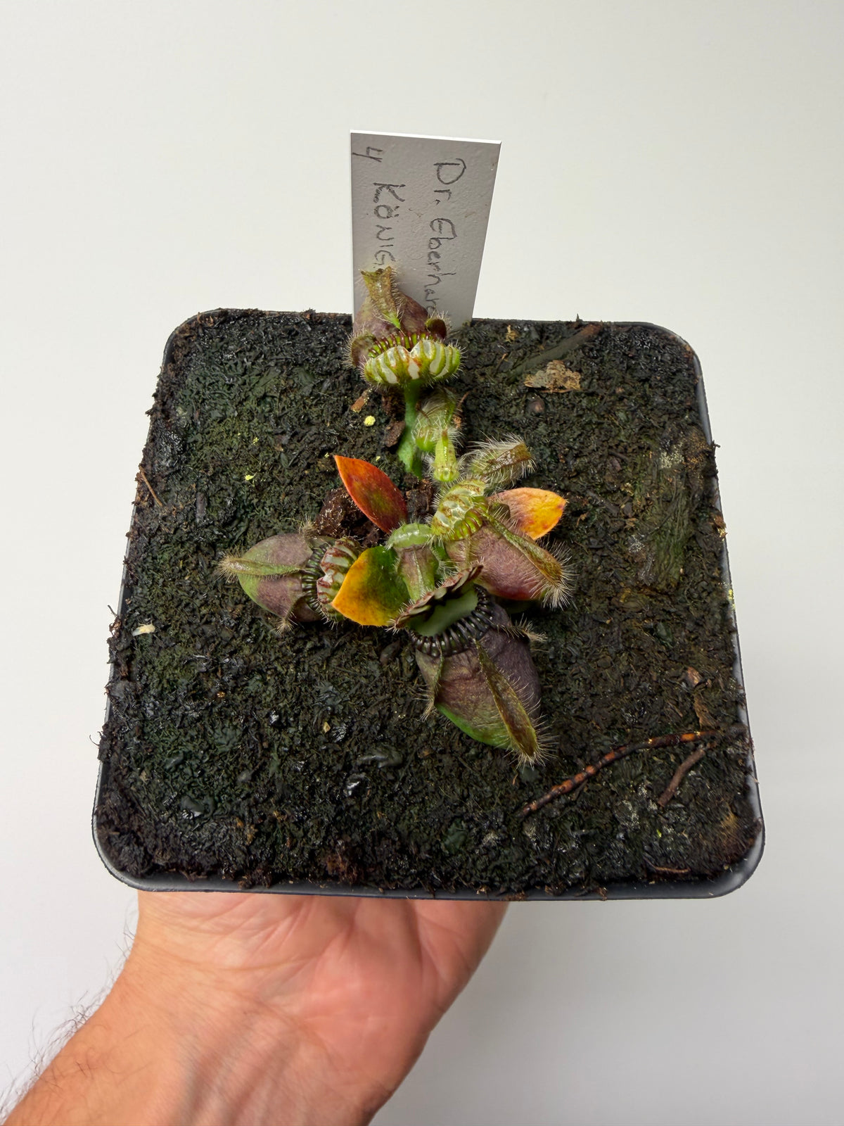 Cephalotus follicularis “Dr. Eberhard König” #4