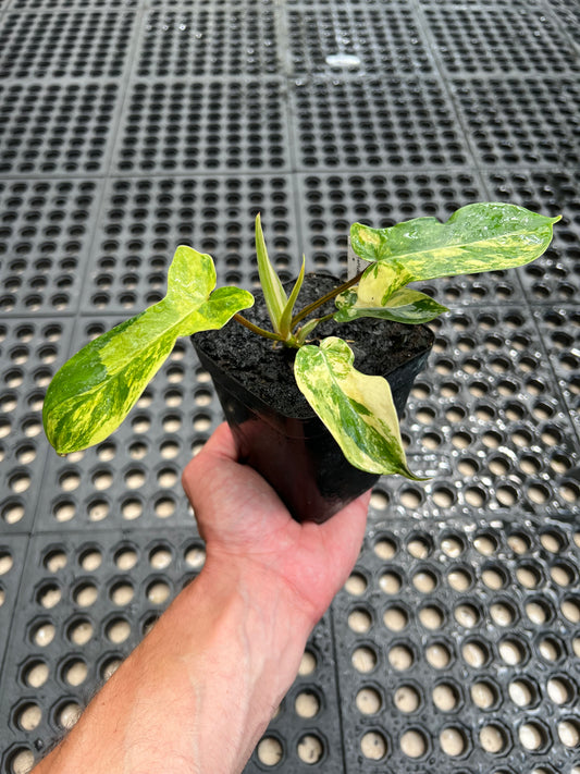 Philodendron ‘Florida Beauty’