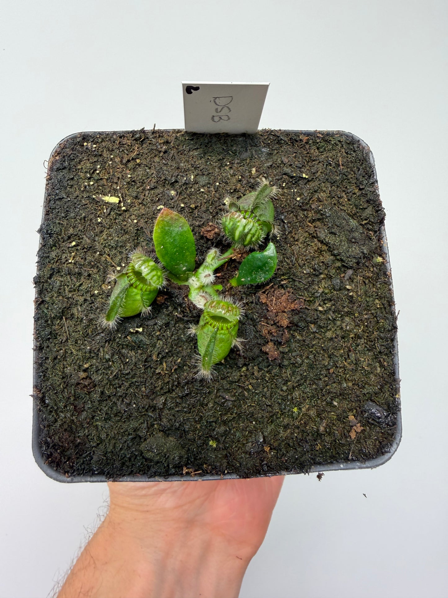 Cephalotus follicularis “David Švarc Black” - *Rare* (2)