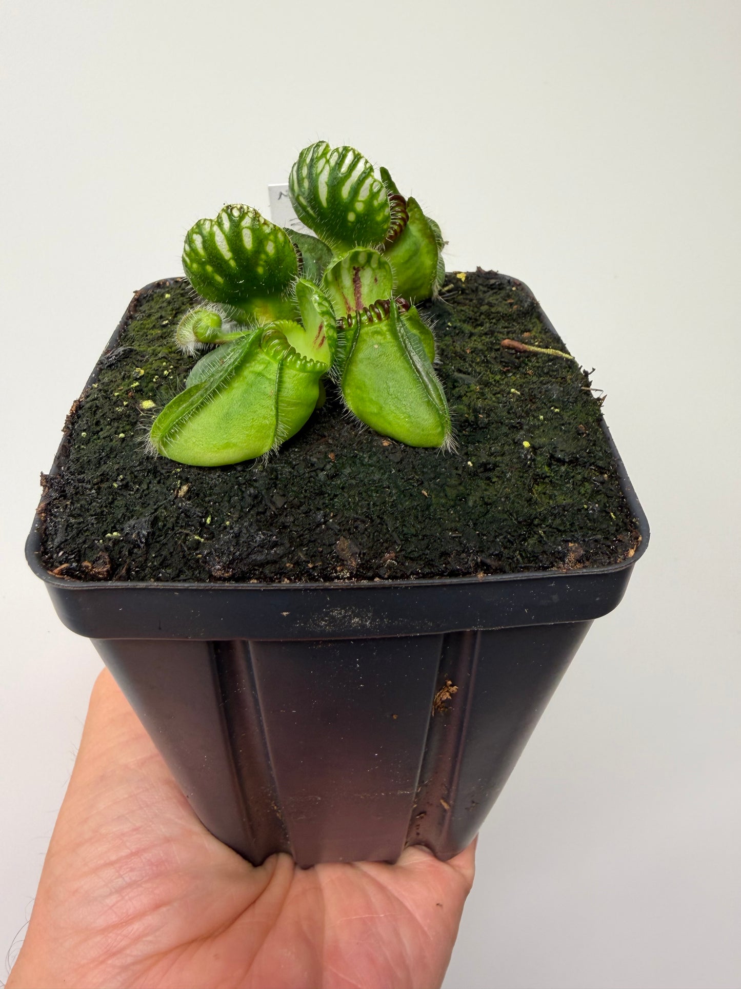 Cephalotus follicularis “Broke Inlet” (2)