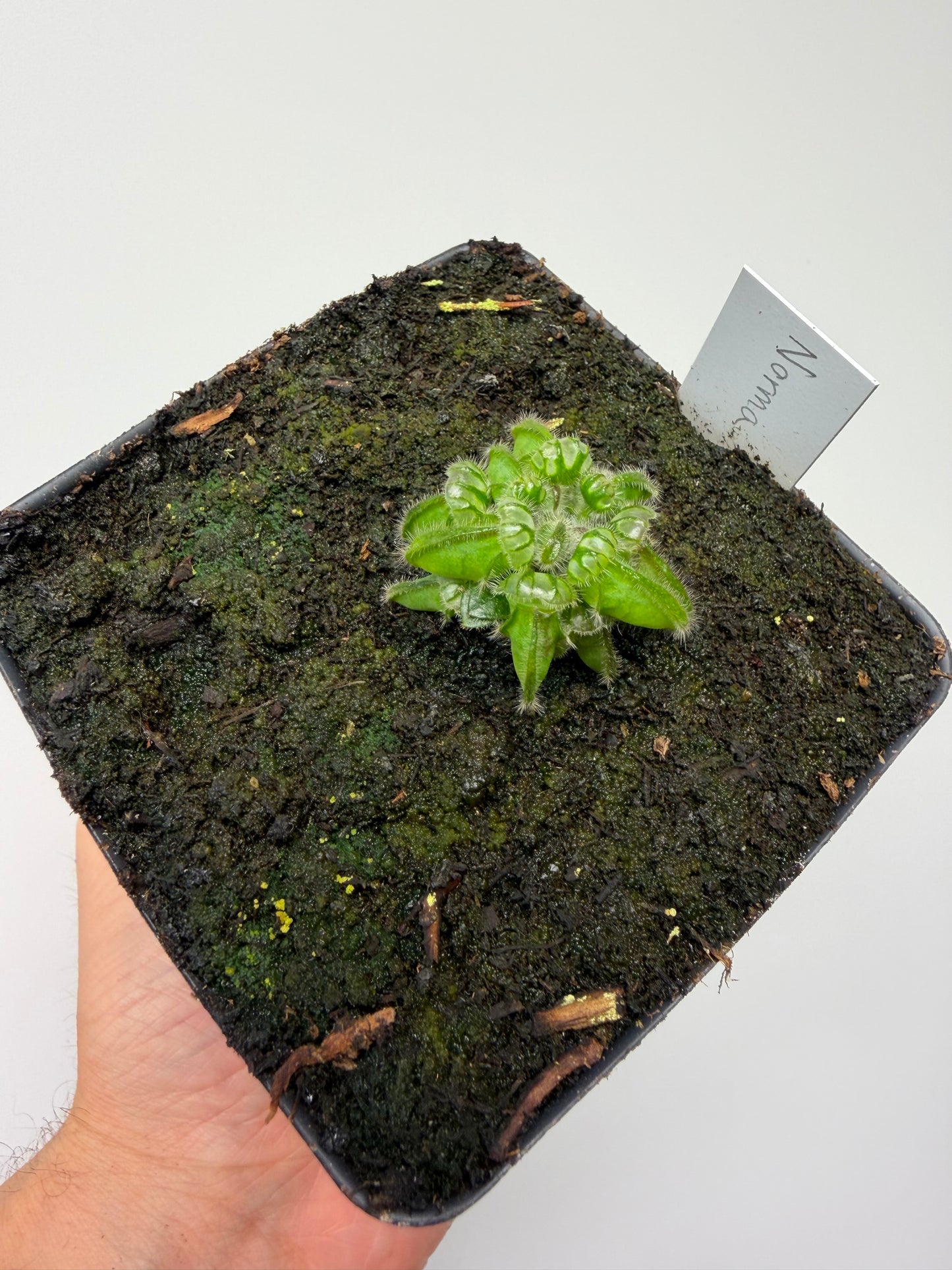 Cephalotus follicularis “Norma”