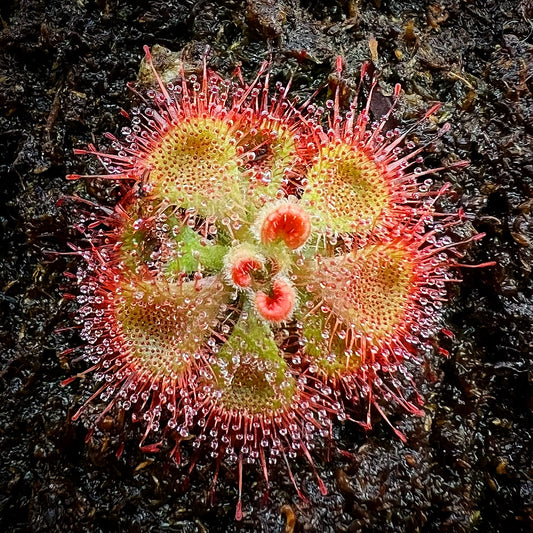 Drosera burmannii - Single, Bare Root