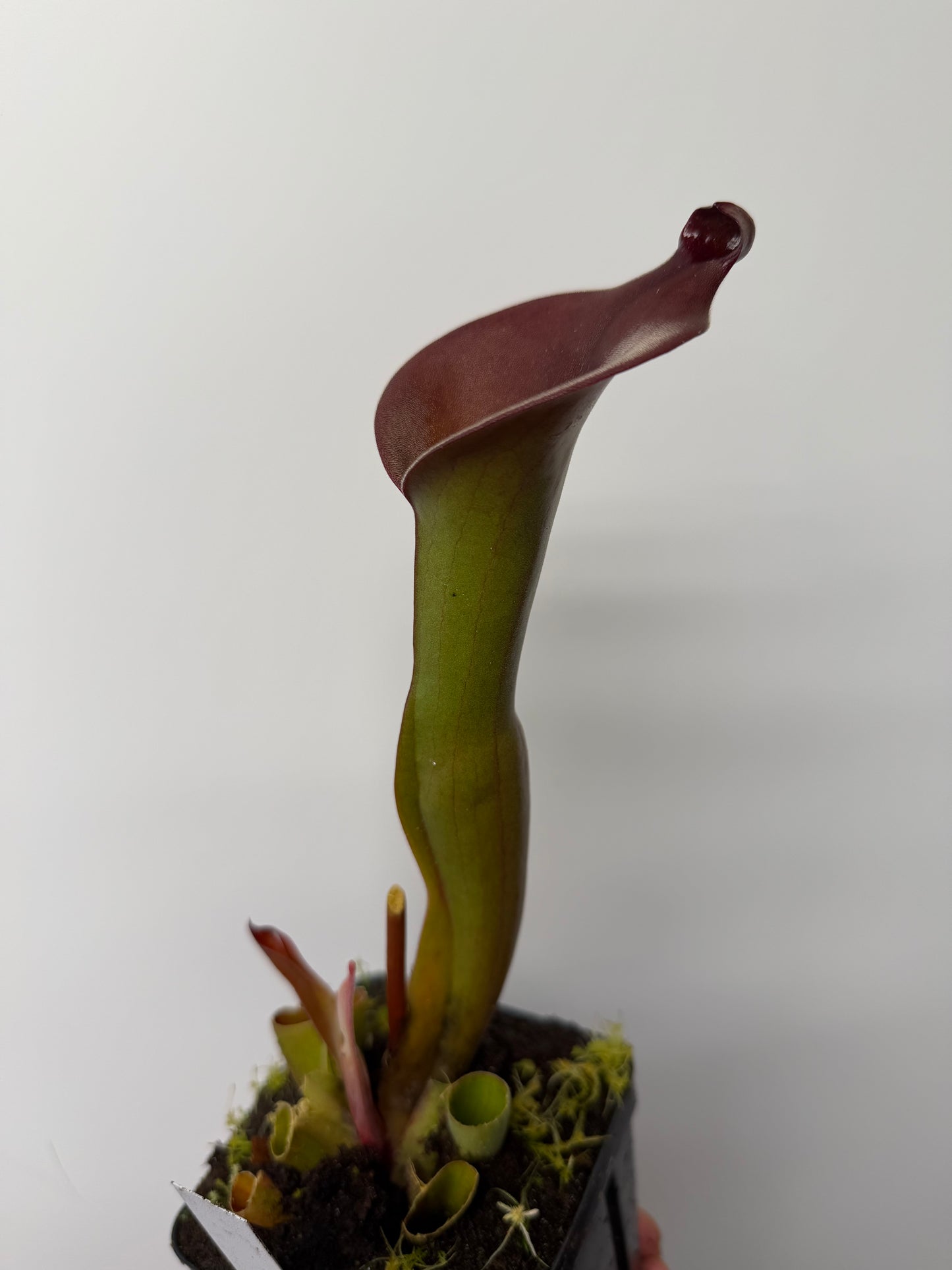 Heliamphora Nutans Giant x (tatei x folliculata) LC1